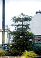 TREE-TOP chop . . . vandals have struck in Lydgate