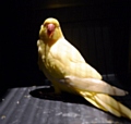 RESCUED: the parakeet