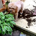 OOPS: Three-year-old Cavapoo Mario was caught in the act