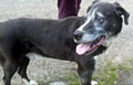 Max - Animal Rescue Oldham Dog
