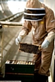 HIVE of activity . . . beekeeper Jonathan Downs attends to the bees.