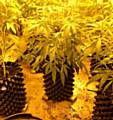 Police arrested a man and woman after a cannabis farm was discovered in Greenfield.