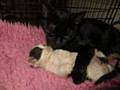 A LITTER of cats in a bad way due to a ringworm infection was cared for by Oldham Cats Rescue
