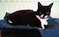 9 - 12 year old cat Lucy looking for a new home, currently being looked after at Animal Rescue Oldham.