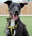 ADORABLE: lurcher Jenas