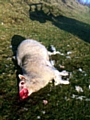 HORRIFIC . . . the mauled sheep