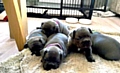 THE stolen French Bulldog puppies