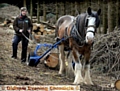 WONDERFUL workhorse . . . Big Lad with Ethel Worthington