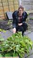 WORRIED . . .First Choice Homes tenant Sarah Daniels shows the Japanese knotweed in her back garden