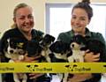 OLYMPIC pups . . . hoping new homes are a hop, skip and jump away