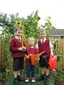 Despite the mixed summer Joseph Moore (6), William Moore (5) and Christopher Moore (2) have been able to grow more than 20 sunflowers, the tallest of which has grown to 9ft! 