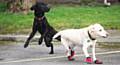 IN training . . . new recruit Eric (left) with outgoing fire dog Cracker