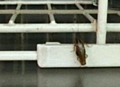 WHAT the inspectors found . . . cockroaches on a dishwasher