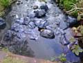 THE bin bags of rubbish dumped in the River Beal.