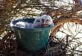 SAFE and snug in their makeshift nest, an old hanging basket