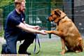 PAW PATROL . . . John Duffy, RSPCA, with Barney, who is up for adoption.