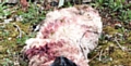 A dead sheep found in Saddleworth with the meat removed