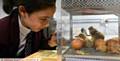 YEAR 7 pupil Elisabeta Oprea (11) keeps a watch on the chicks