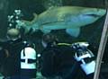 Glenn and Kevin face to face with 30-stone sand tiger sharks as they dived to raise funds for the RSPCA