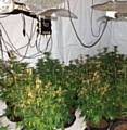 Oldham police discovered a cannabis farm in Mirfield Avenue, Coppice. The plants were seized.