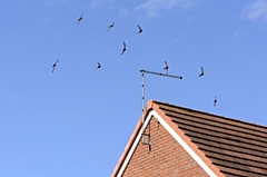 A flock of swifts in full flight.

Pics courtesy of Ben Andrew and Mike Harris