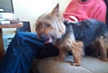 Three-year-old Yorkie, Rocky