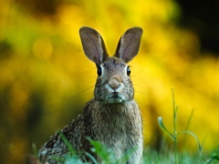 Rabbit Awareness Week (1st-9th June)
