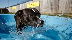 Dogs Trust Manchester will move to an appointment-only system for potential adopters from 5pm tomorrow