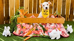 Dogs Trust is providing top tips and advice for any dog owners on how to have a dog-friendly Easter