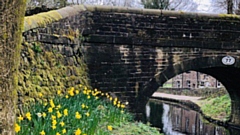 Earlier in the year UCAN volunteers planted more than 500 daffodil bulbs in various spots alongside the Huddersfield Narrow Canal towpath