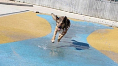 Dogs Trust is advising dog owners how they can keep cool