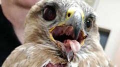 A member of the public found a buzzard dying on the ground in June, and contacted the RSPB