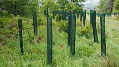 Trees that had been planted on Crompton Moor have now been restored after they were damaged