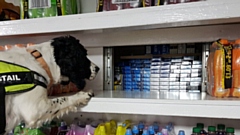 A specially trained sniffer dog helps uncover more illegal tobacco and cigarettes