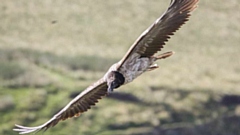 A rare European bearded vulture. Picture courtesy of Austin Morley