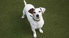 The 2 millionth call to Dogs Trust's contact centre was from a dog lover wanting to adopt older age pooch, Bella