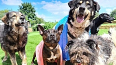 Dogs4Rescue has launched its latest fundraising drive to help unwanted, abandoned and abused dogs from the UK and beyond by securing an oasis on a rural site on the outskirts of Manchester