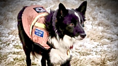 Search dog Ty