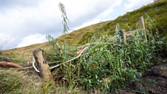 Three natural flood management methods are being trialled on Crompton Moor