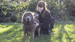 Canine Carer Stephanie Massaglia is pictured with Barney