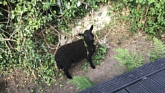 The six-month-old lamb is now in the care of the RSPCA and has found a home on a smallholding