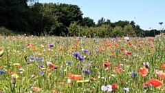 Part of the dazzling floral meadows display in Grotton Park