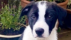 With his handler Rick Beswick, adorable pup Ace will be starting the intensive training process to become a Search Dog