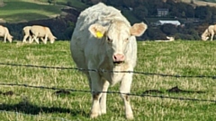 Burnedge Katie is a one-year-old Whitebred Shornhorn heifer