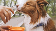 Top tips for pets in hot weather