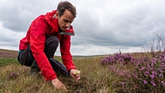 Ranger Ian Dowson plants sphagnum moss on Marsden Moor. Images courtesy of National Trust Images/Victoria Holland