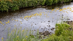 Last year's Duck Race is under way! Images courtesy of Gill Brett Photography